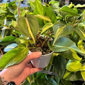 4” philodendron Brazil